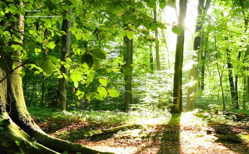 LA DIMENSIONE PSICOLOGICA DELLA PREGHIERA                                     a cura di Monica Rebuffo